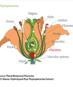 Phytoplacenta